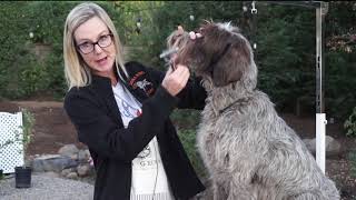 Grooming A Wirehaired Pointing Griffon [upl. by Manuel]