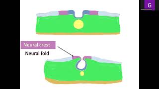 Lecture 2 General Embryology [upl. by Ahsot696]