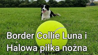 Border Collie Luna i Halowa piłka nożna vito4friends [upl. by Rebm949]