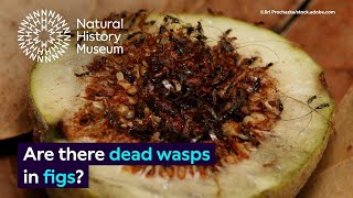 Are there dead wasps in figs  Surprising Science Audio Described [upl. by Adnuahsor]