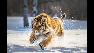 Дикая природа России Wildlife in Russia National Geographic 4K Ultra HD [upl. by Herald]