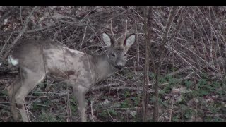 Jägerprüfung Niedersachsen Rehwild Ansprechübungen im Winterhaar [upl. by Muns]