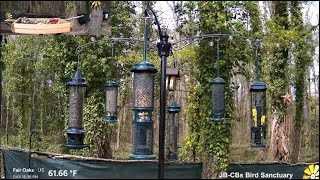 LIVE  Daily PIP Cardinals Woodpeckers Nuthatches Warblers BirdSongs Wind Chimes live birds [upl. by Cleary424]