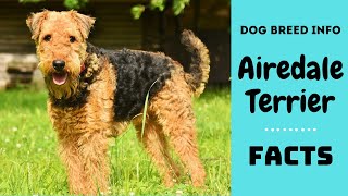 Airedale terrier dog breed All breed characteristics and facts about Airedale terrier [upl. by Lechar]