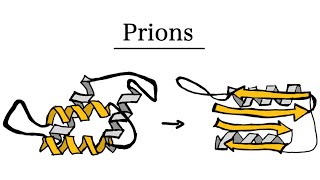 What are Prions  MCAT Biology [upl. by Adaha]