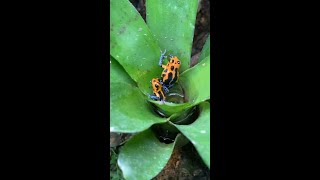 Ranitomeya imitator quotVaraderoquot Pair w Tadpole Cameo [upl. by Iene]