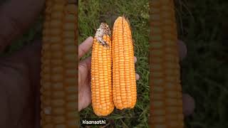 Pioneer p3302 vs Syngenta s6668 plus किस मक्के की रोग प्रतिरोध क्षमता ज्यादा है [upl. by Lull]