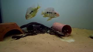 GEOPHAGUS RED HEAD TAPAJOS [upl. by Shiverick697]