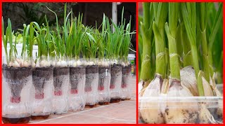 TIMELAPSE Useful Tips amp Tricks Propagating Growing Garlic on Balconies at Home for Beginners [upl. by Nahtannoj]