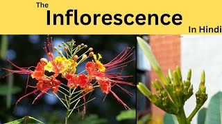 What is inflorescence Racemose and Cymose How flowers are formed on branches [upl. by Giustino227]