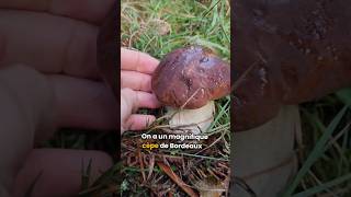 Les cèpes 2024🍄🍂🌳 champignons cepes cèpe champignonscomestibles cepesdebordeaux [upl. by Nelleoj]