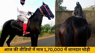 Mare for sale in 170000 good in ridding 9301116701 [upl. by Shepperd]