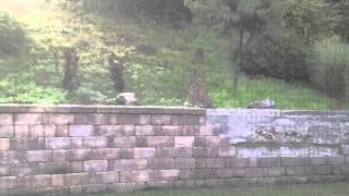 Bobcat in Naugatuck CT [upl. by Downes]