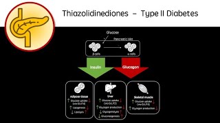 Thiazolidinediones  Type 2 Diabetes revision video GCSE A Level University biology pharmacology [upl. by Ggerg]