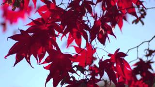 Fast Growing Bloodgood Japanese Maple [upl. by Nyrat]