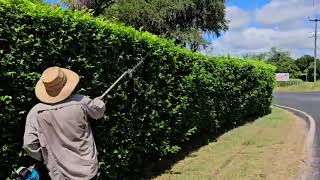 Pruning a Murraya paniculata  mock orange Hedge [upl. by Lenahtan390]