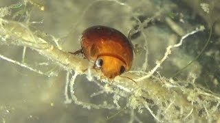 Behaviors of a Burrowing Water Beetle Hydrocanthus iricolor [upl. by Arbmahs119]