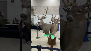 2023 Louisiana Taxidermist competition [upl. by Roper903]