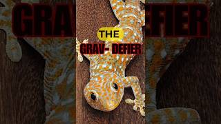 Meet the Gecko Natures Ultimate Climber nature [upl. by Romeon]