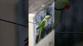 Alexandrine parakeet music art piano instrumentalmusic birds ytviral ytshort parrot lofi [upl. by Hashim]