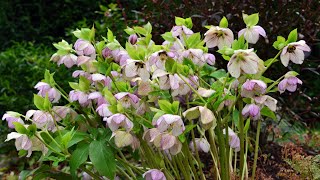 Hellebore or Lenten rose Helleborus x orientalis also known as Helleborus x hybridus [upl. by Tseng]