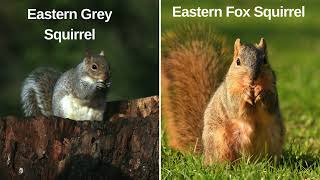 Squirrels Squirrel Facts [upl. by Eloken]