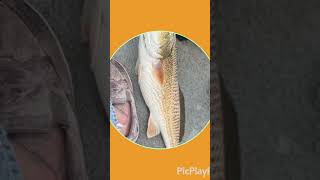 Delcambre Redfish fishing cajun circlehookuglysticktrackerlowrance [upl. by Scoville878]