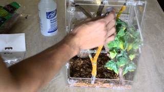 How to set up a proper Crested Gecko Enclosure [upl. by Rains304]