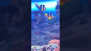 The Surprising Joys of Ikan Nemo Life fish fishvideo aquarium [upl. by Leeland]