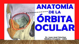 🥇 Anatomía de la CAVIDAD ORBITARIA ÓRBITA OCULAR Fácil Rápida y Sencilla [upl. by Enneite775]