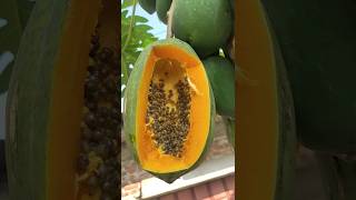 papaya cutting shortvideo [upl. by Peoples]