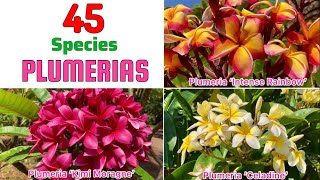 🔴45 PLUMERIA Species｜Best PLUMERIA Varieties with Identification from A to Z [upl. by Douville]