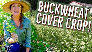 Buckwheat Cover Crop in the Home Garden [upl. by Vashtia]