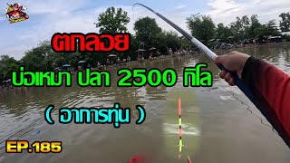 ตกปลาชิงหลิว ตกลอย บ่อเหมา ปลา2500 กิโล EP185 [upl. by Lauraine]