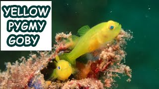 Yellow Pygmy Goby [upl. by Jayson561]