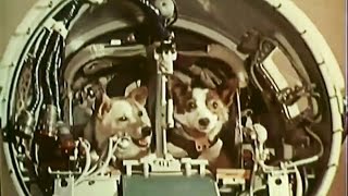 Belka and Strelka in space Белка и Стрелка в космос [upl. by Salomo]