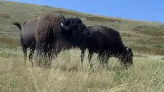 Montana buffalo mating season [upl. by Lewie891]