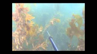 gopro moeraki free dive 2013 [upl. by Halimak239]