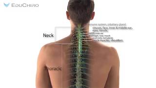 Educhiro Chiropractic Patient Education [upl. by Radman433]