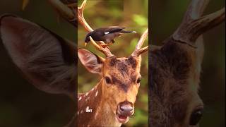 😱😱What a Unbelievable Movment • Mayna Bird Help a Deer from Ant 🐜 Attack shorts wildlife help [upl. by Antin]