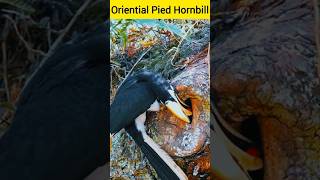 Oriential pied hornbill  Malaysianpiedhornbill  hornbill feed chicks [upl. by Amadeo716]