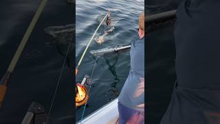 Putting a Giant Puget Sound Salmon in the Net salmonfishing kingsalmon [upl. by Yttocs]