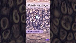 Histology of Elastic Cartilage [upl. by Araed879]