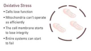 Effects of Oxidative Stress [upl. by Burney]