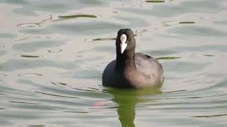 CootFulica atraオオバン（大鷭 [upl. by Meakem874]