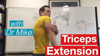 Triceps Workout  Functional Anatomy [upl. by Delogu]