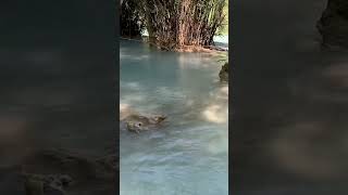 Kuang Si Waterfall Southwest of Luang Prabang Laos [upl. by Lolanthe]