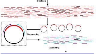 Shotgun sequencing [upl. by Oicul64]