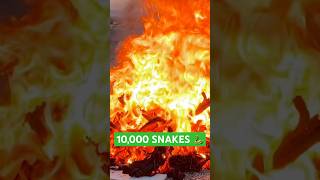 LIGHTING A PILE OF 10000 SNAKES fireworks experiment pyro shorts [upl. by Auqenehs974]