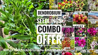 Dendrobium Seedlings Combo Offer  ഡെൻഡ്രോബിയം തൈകൾ  Plant Partner [upl. by Veno361]